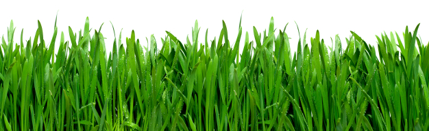 grass